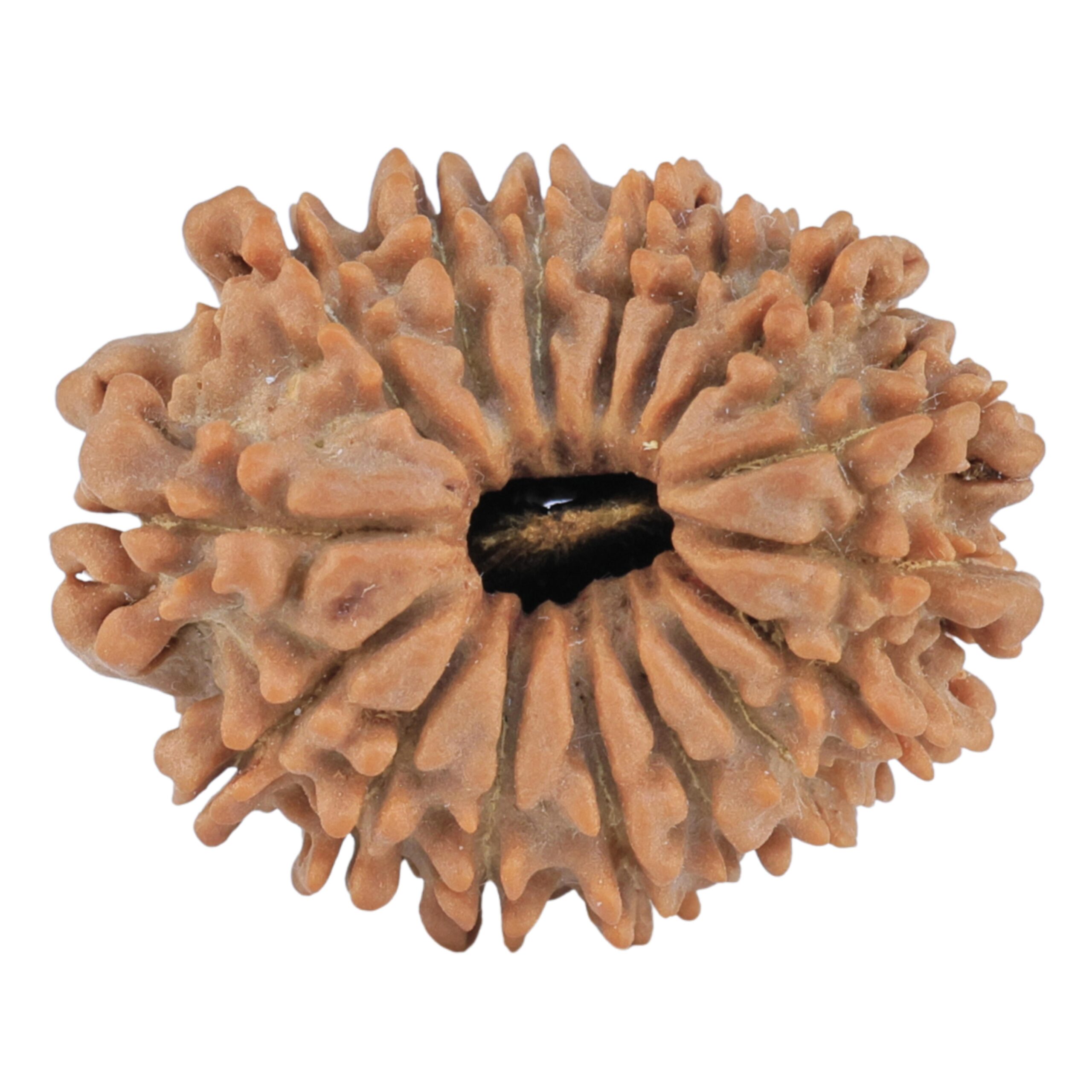 16 Mukhi Rudraksha 23.2mm 2.88gm - Rudraksha