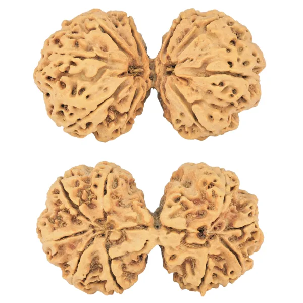 9 MK Gaurishankar 44.7mm 9.57gm - Rudraksha