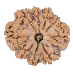 9 Mukhi Rudraksha 25mm 4.23gm - Rudraksha