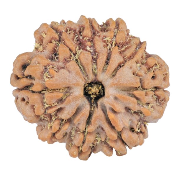 9 Mukhi Rudraksha 25mm 4.23gm - Rudraksha