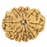 11 Mukhi Ganesh 27.4mm 4gm - Rudraksha
