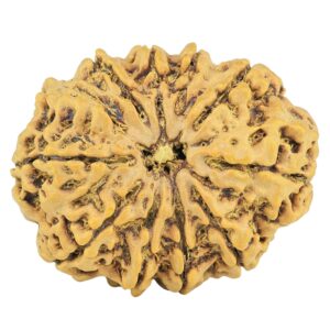 11 Mukhi Ganesh 27.4mm 4gm - Rudraksha