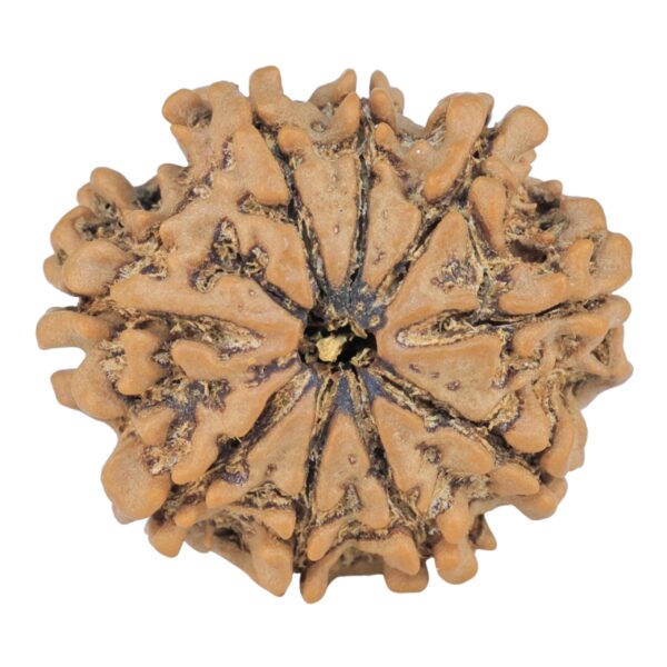 9 Mukhi Rudraksha 25.1mm 3.8gm - Rudraksha