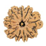 9 Mukhi Rudraksha 25.2mm 4.36gm - Rudraksha