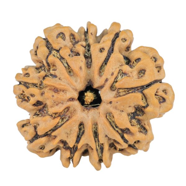 9 Mukhi Rudraksha 25.2mm 4.36gm - Rudraksha