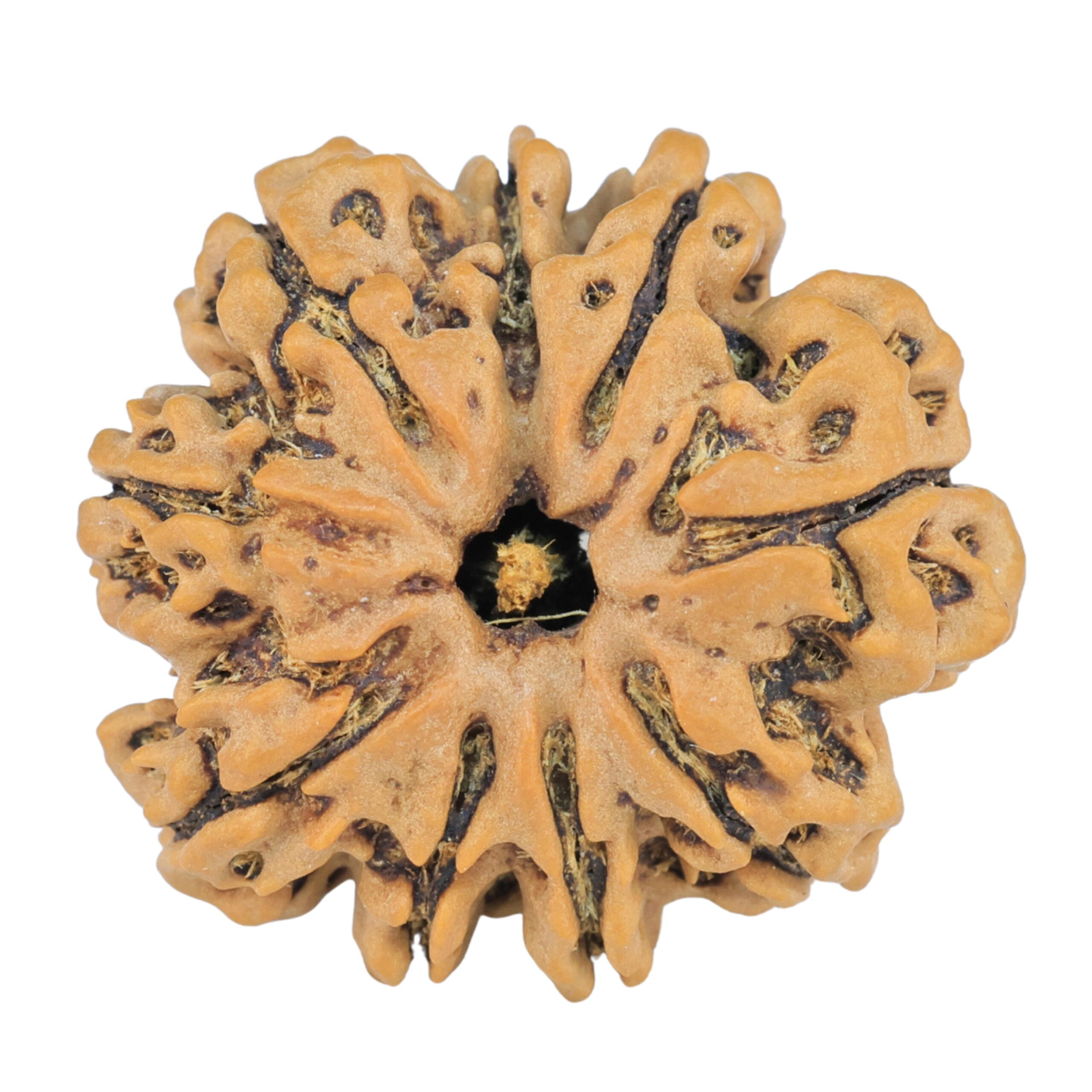 9 Mukhi Rudraksha 25.2mm 4.36gm - Rudraksha
