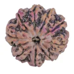 9 Mukhi Rudraksha 26.5mm 6.49gm - Rudraksha