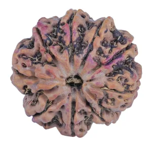 9 Mukhi Rudraksha 26.5mm 6.49gm - Rudraksha