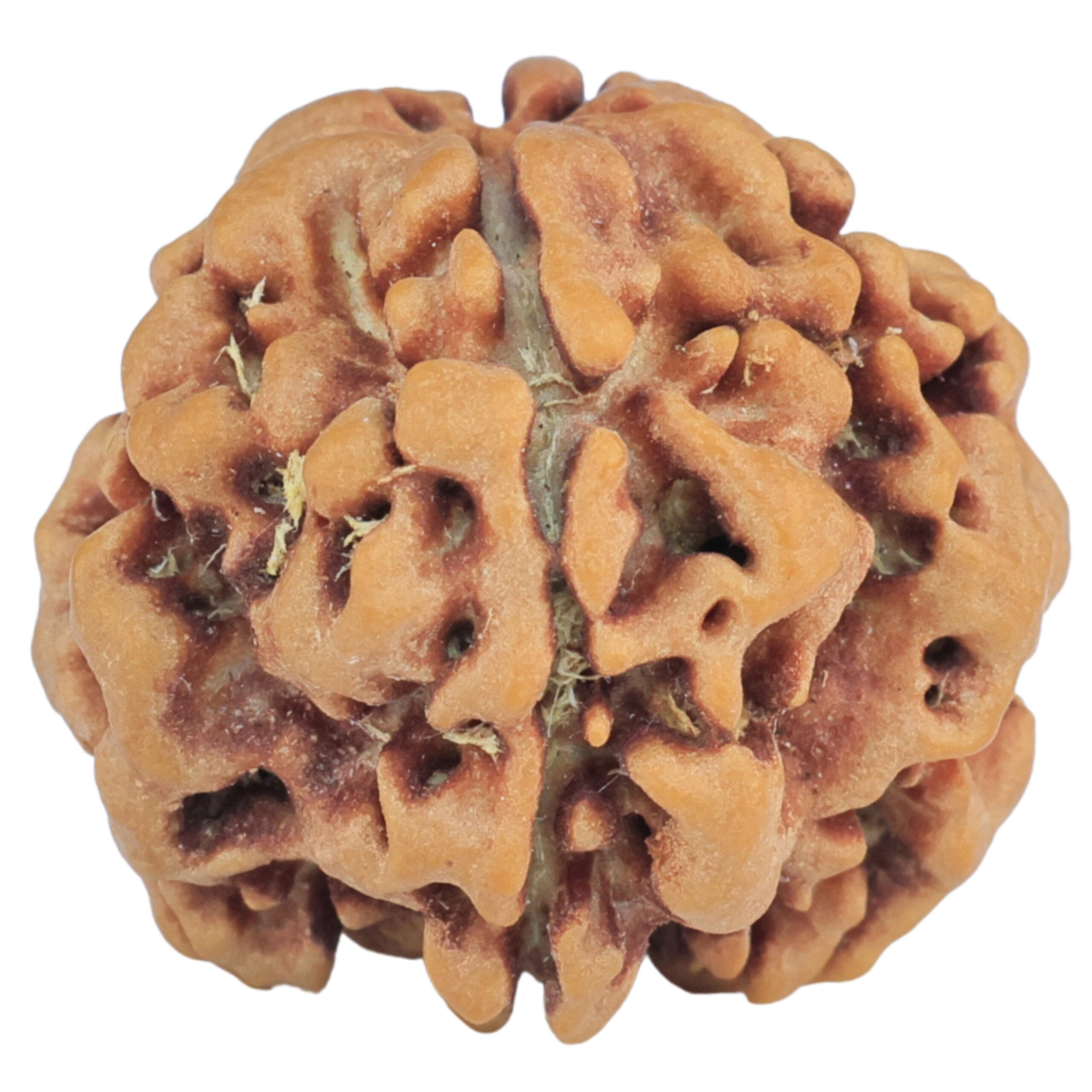1MK(Underdeveloped) 22.5mm 3.42gm - Rudraksha