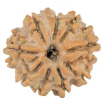 9 Mukhi Ganesh 19.7mm 2.46gm - Rudraksha