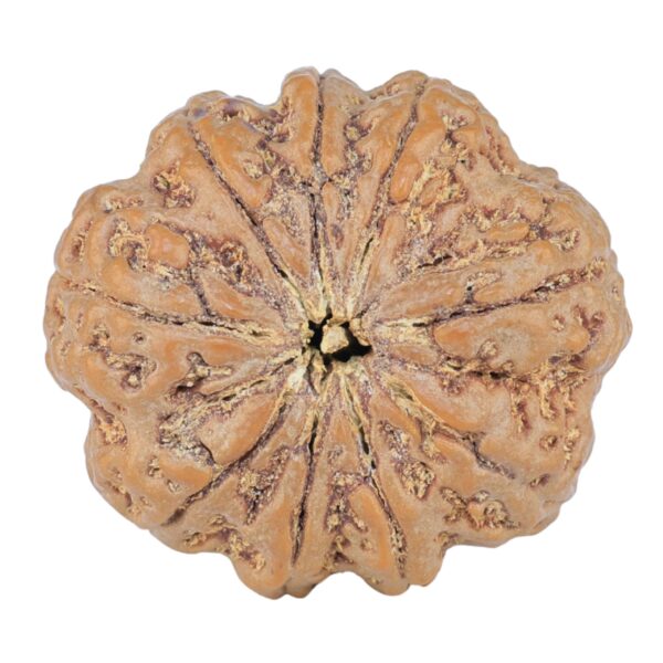 9 Mukhi Rudraksha 25.2mm 5.15gm - Rudraksha