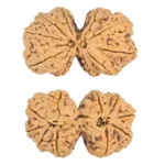 10 Mk Gaurishankar 43mm 11.33gm - Rudraksha
