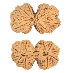 10 Mk Gaurishankar 43mm 11.33gm - Rudraksha