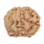 1MK(Underdeveloped) 25.4mm 4.6gm - Rudraksha