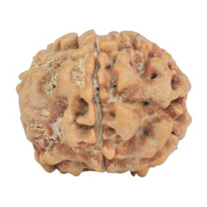 1MK(Underdeveloped) 25.4mm 4.6gm - Rudraksha
