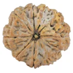 9 Mukhi Rudraksha 32.2mm 9gm - Rudraksha