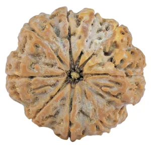 9 Mukhi Rudraksha 32.2mm 9gm - Rudraksha