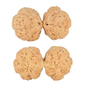 9 MK Gaurishankar 43.7mm 12.5gm - Rudraksha