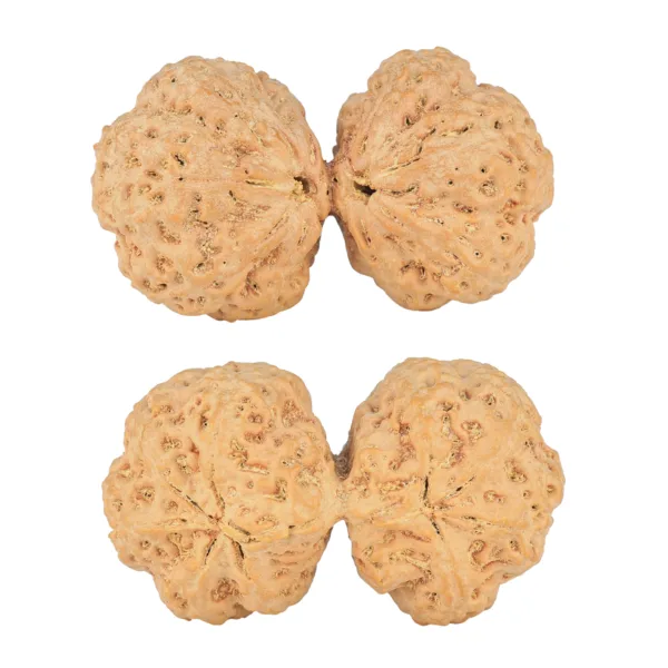 9 MK Gaurishankar 43.7mm 12.5gm - Rudraksha