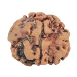 1MK(Underdeveloped) 23mm 3.71gm - Rudraksha