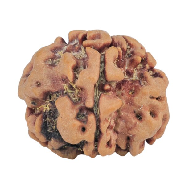 1MK(Underdeveloped) 23mm 3.71gm - Rudraksha