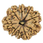 9 Mukhi Rudraksha 31.6mm 8gm - Rudraksha
