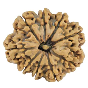 9 Mukhi Rudraksha 31.6mm 8gm - Rudraksha