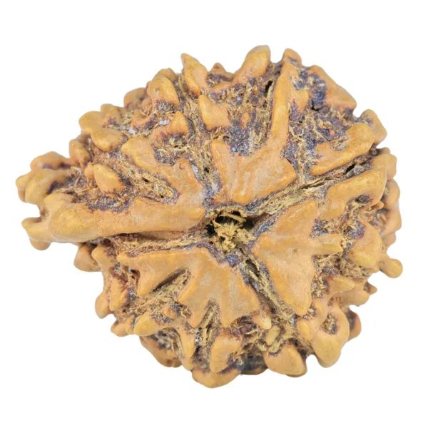 9 Mukhi Ganesh 25.8mm 3.61gm - Rudraksha