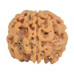 1MK(Underdeveloped) 23.8mm 4.34gm - Rudraksha