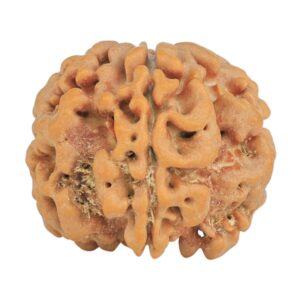 1MK(Underdeveloped) 23.8mm 4.34gm - Rudraksha