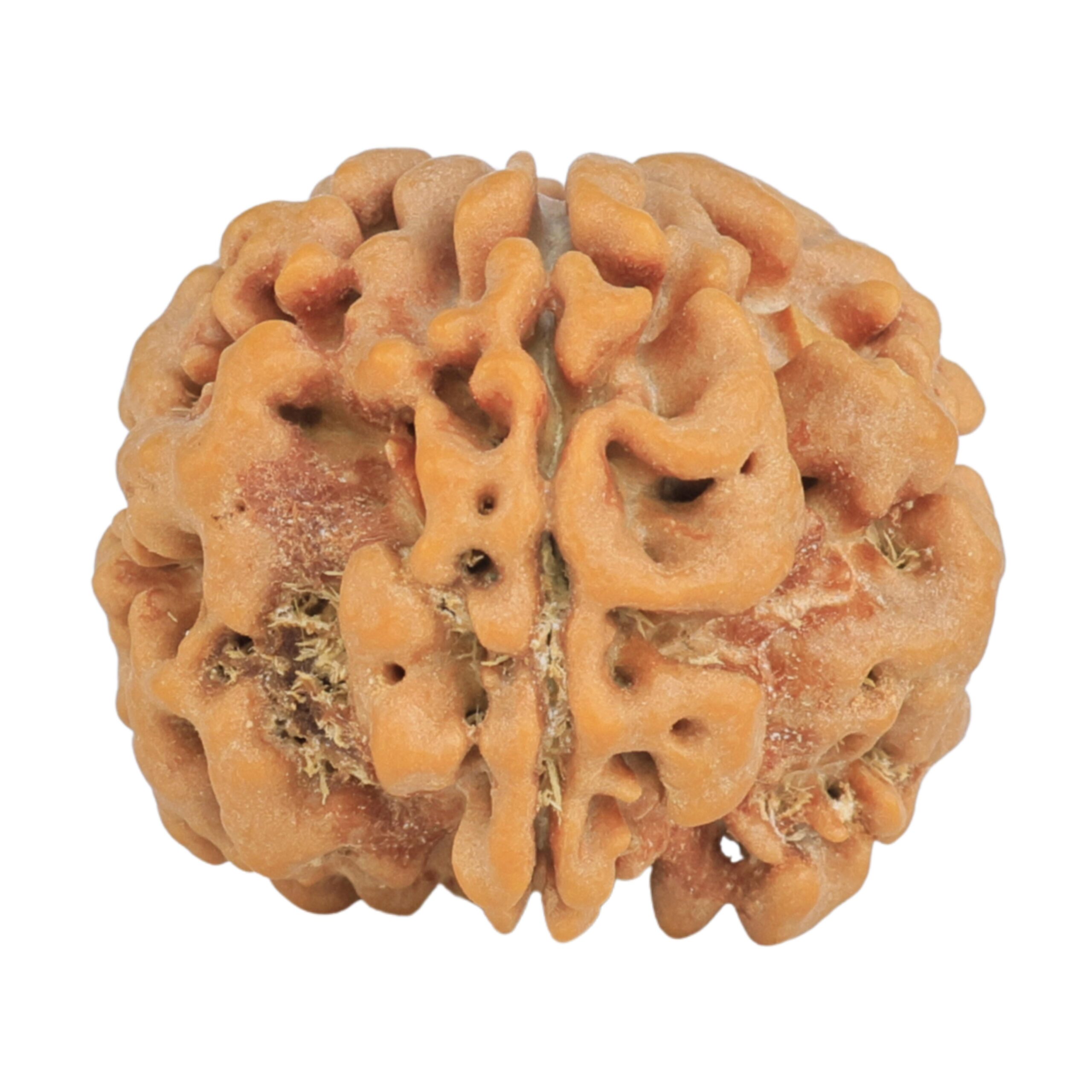 1MK(Underdeveloped) 23.8mm 4.34gm - Rudraksha