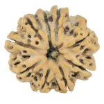 9 Mukhi Rudraksha 26.8mm 4.93gm - Rudraksha