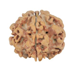 1MK(Underdeveloped) 23.6mm 4.27gm - Rudraksha