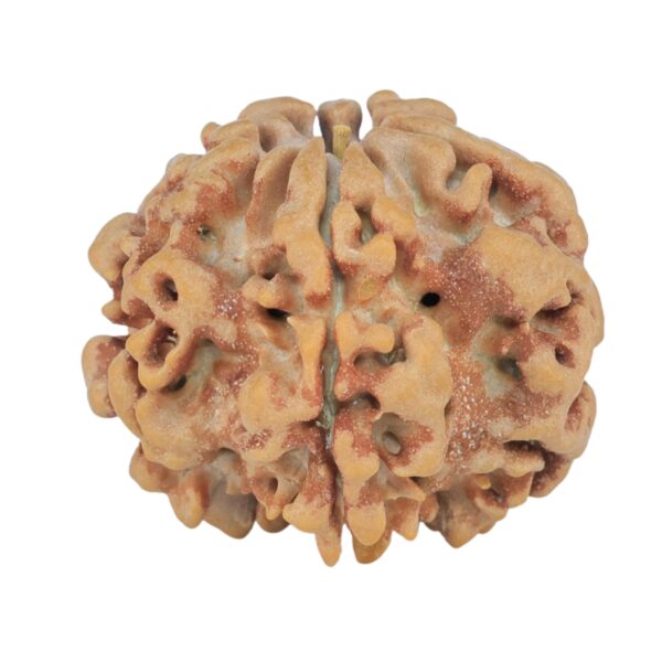1MK(Underdeveloped) 23.6mm 4.27gm - Rudraksha
