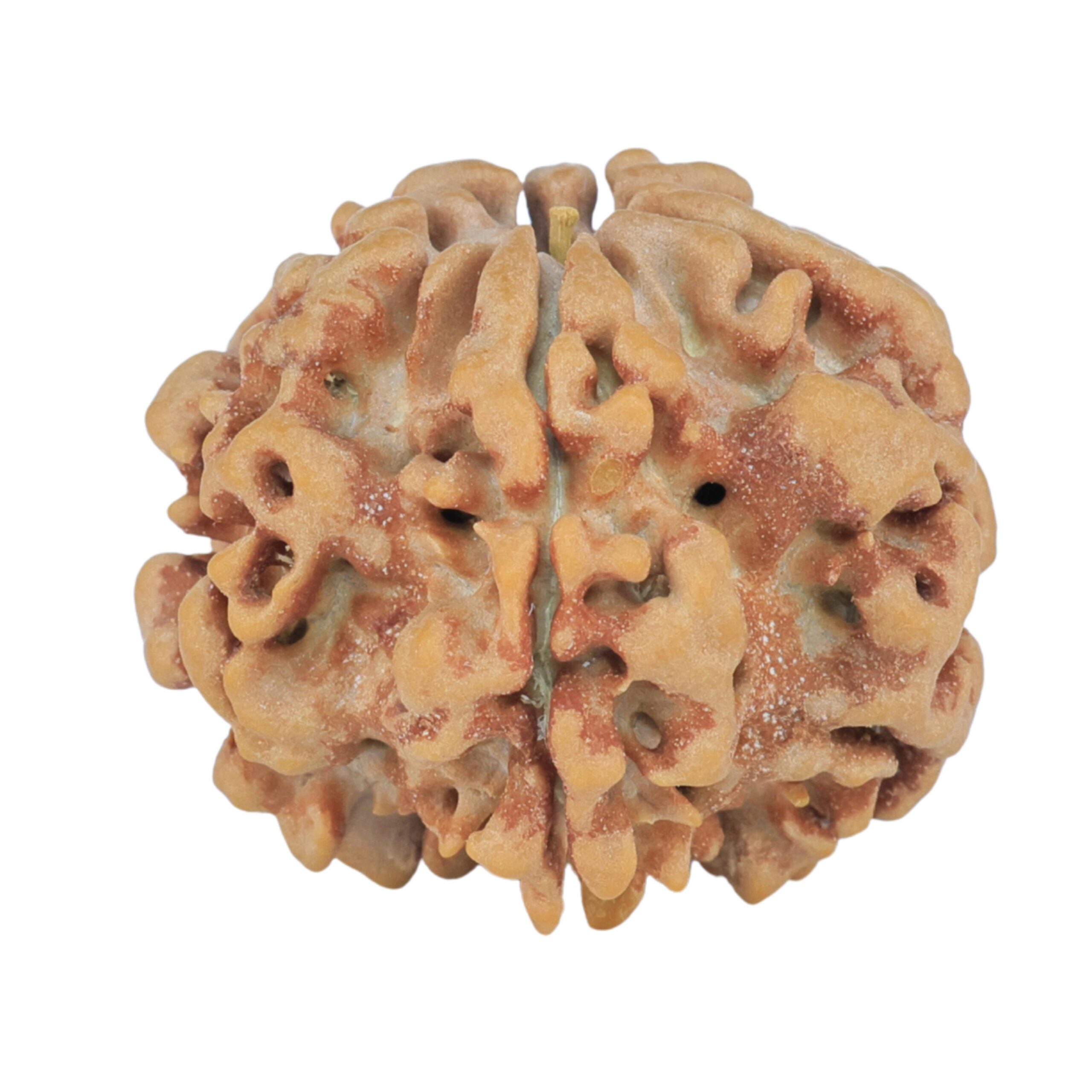1MK(Underdeveloped) 23.6mm 4.27gm - Rudraksha