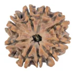 9 Mukhi Rudraksha 25mm 4.12gm - Rudraksha