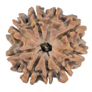 9 Mukhi Rudraksha 25mm 4.12gm - Rudraksha