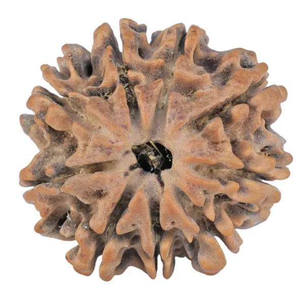 9 Mukhi Rudraksha 25mm 4.12gm - Rudraksha