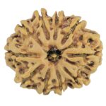 10 Mukhi Rudraksha 24.5mm 3.5gm - Rudraksha