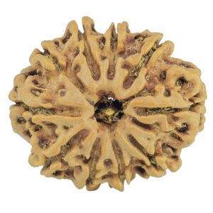 10 Mukhi Rudraksha 24.5mm 3.5gm - Rudraksha