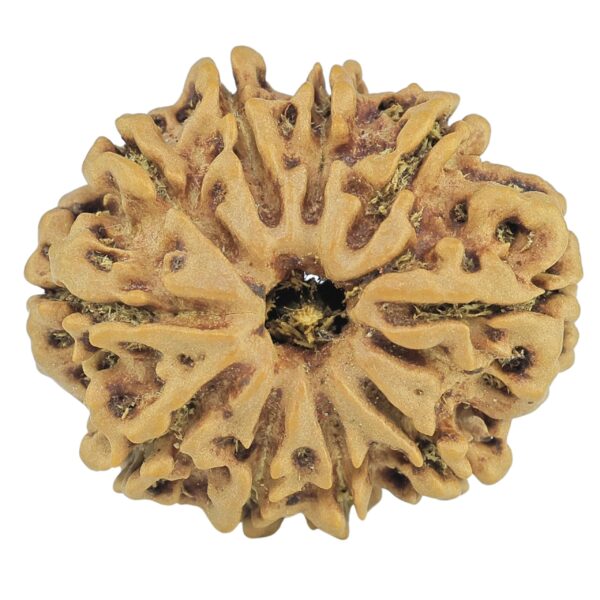 10 Mukhi Rudraksha 24.5mm 3.5gm - Rudraksha