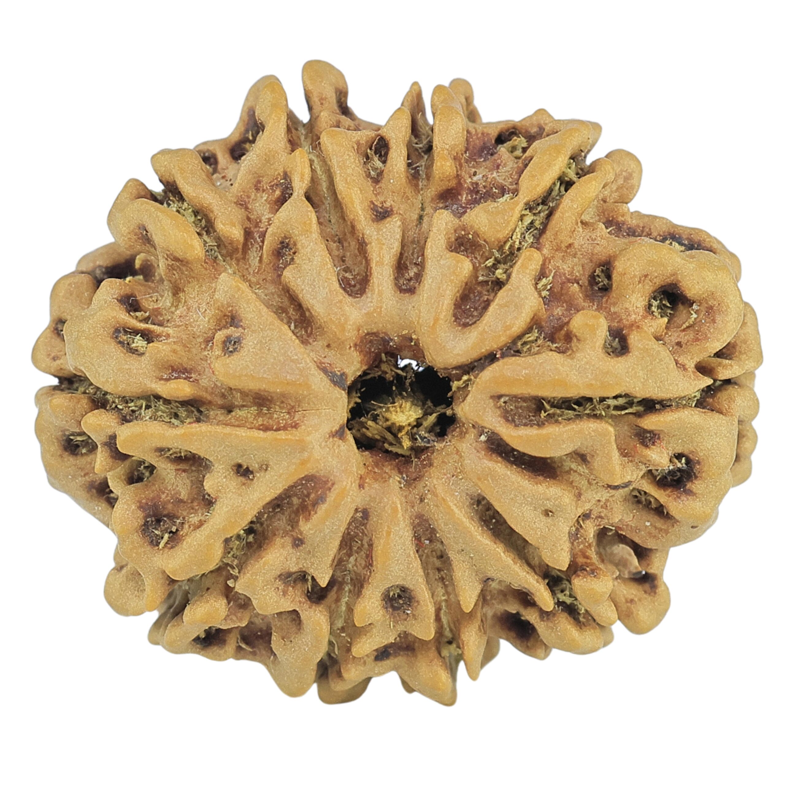 10 Mukhi Rudraksha 24.5mm 3.5gm - Rudraksha
