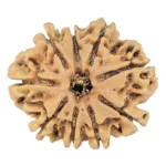 9 Mukhi Rudraksha 25.2mm 3.16gm - Rudraksha