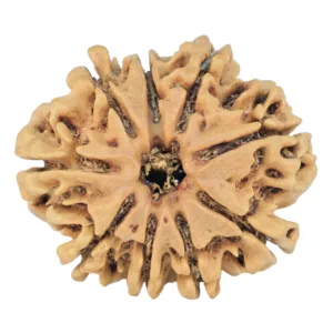 9 Mukhi Rudraksha 25.2mm 3.16gm - Rudraksha