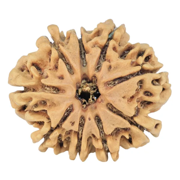 9 Mukhi Rudraksha 25.2mm 3.16gm - Rudraksha
