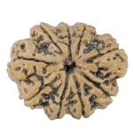 9 Mukhi Rudraksha 31.7mm 6.9gm - Rudraksha
