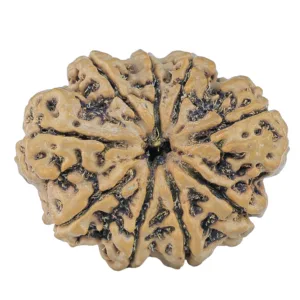 9 Mukhi Rudraksha 31.7mm 6.9gm - Rudraksha
