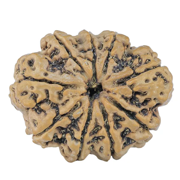 9 Mukhi Rudraksha 31.7mm 6.9gm - Rudraksha