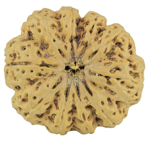 10 Mukhi Rudraksha 36.8mm 10.37gm - Rudraksha