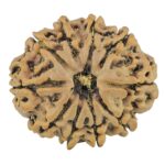10 Mukhi Rudraksha 26mm 4.76gm - Rudraksha